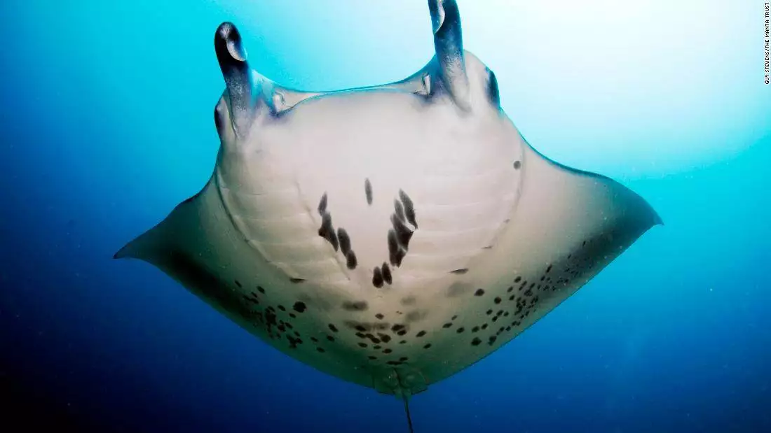 Maldives: This all-female team is working to protect manta rays
